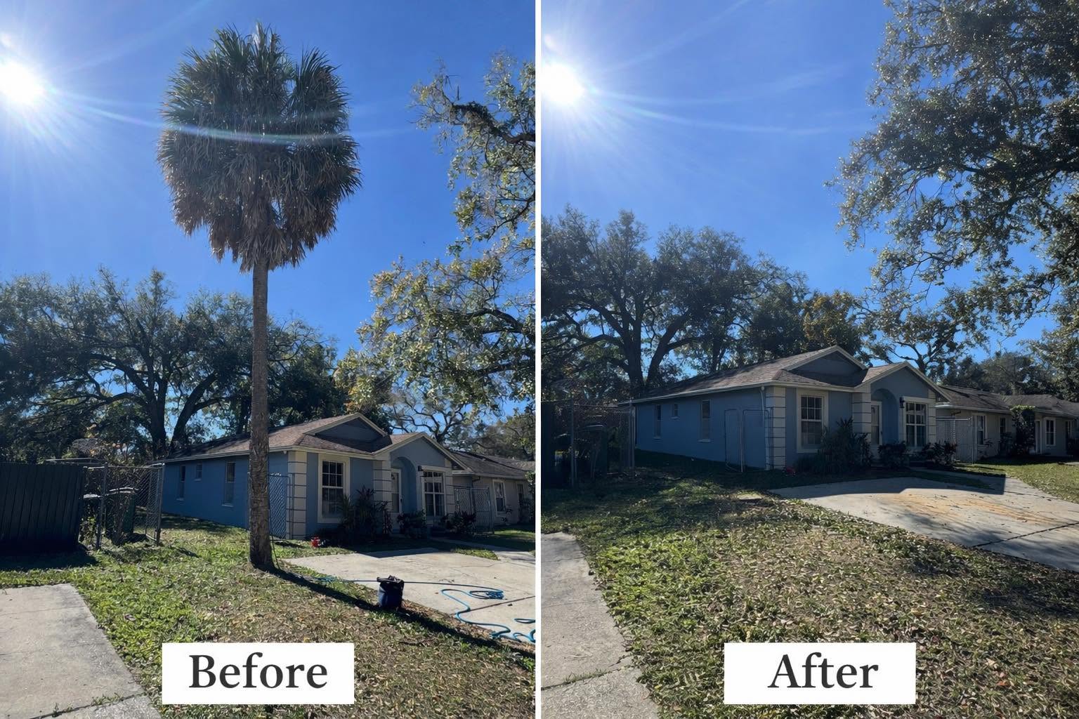 Tree Removal by AllStar Land Clearing